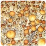 Псилоцибиновые (галлюциногенные)  грибы Psilocybin "Golden Teacher" в Медыни