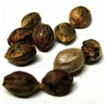 Семена марихуаны АК-47  (Seeds AK-47) в Медыни